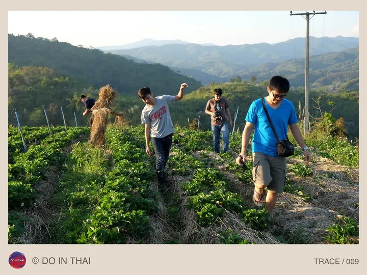 People walk between rows of plants on a slope with mountains in the distance.